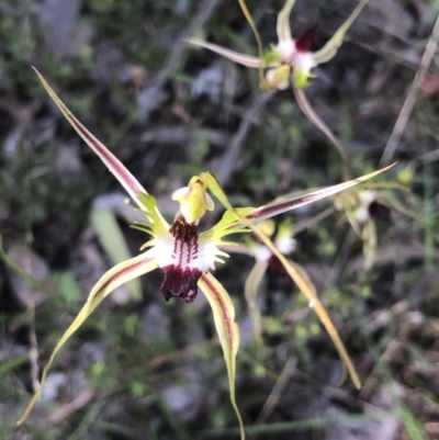 Caladenia atrovespa (Green-comb Spider Orchid) at Gossan Hill - 29 Oct 2022 by goyenjudy