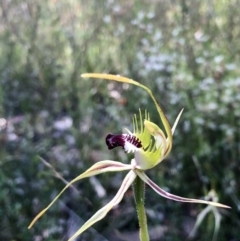 Caladenia atrovespa at Bruce, ACT - suppressed