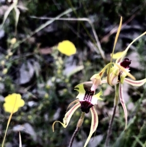 Caladenia atrovespa at Bruce, ACT - 30 Oct 2022