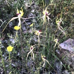 Caladenia atrovespa at Bruce, ACT - suppressed