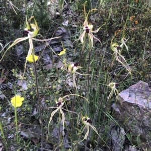 Caladenia atrovespa at Bruce, ACT - 30 Oct 2022