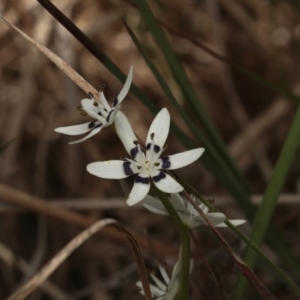 Wurmbea dioica subsp. dioica at Murrumbateman, NSW - 30 Oct 2022 11:24 AM