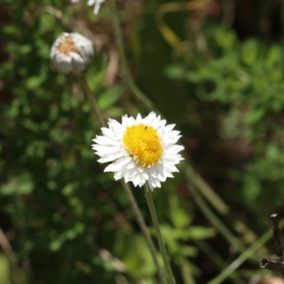 Leucochrysum albicans subsp. tricolor (Hoary Sunray) at Murrumbateman, NSW - 30 Oct 2022 by amiessmacro