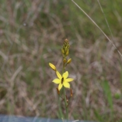 Bulbine bulbosa (Golden Lily, Bulbine Lily) at Jeir, NSW - 30 Oct 2022 by amiessmacro