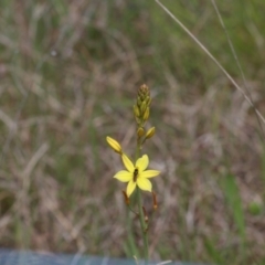 Bulbine bulbosa (Golden Lily) at Jeir, NSW - 30 Oct 2022 by amiessmacro