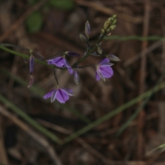 Thysanotus patersonii (Twining Fringe Lily) at Murrumbateman, NSW - 30 Oct 2022 by amiessmacro