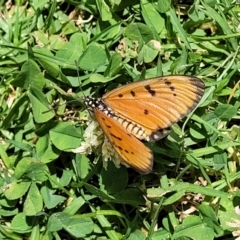 Acraea terpsicore (Tawny Coster) at Nambucca Heads, NSW - 30 Oct 2022 by trevorpreston