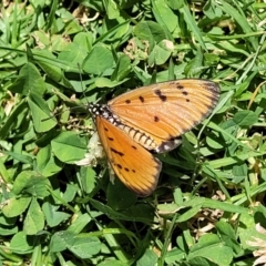 Acraea terpsicore at Nambucca Heads, NSW - 30 Oct 2022