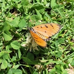 Acraea terpsicore at Nambucca Heads, NSW - 30 Oct 2022