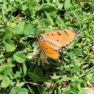 Acraea terpsicore at Nambucca Heads, NSW - 30 Oct 2022