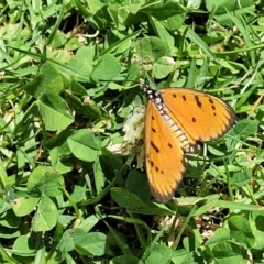 Acraea terpsicore at Nambucca Heads, NSW - 30 Oct 2022