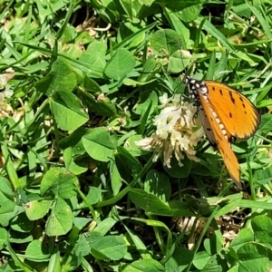 Acraea terpsicore at Nambucca Heads, NSW - 30 Oct 2022