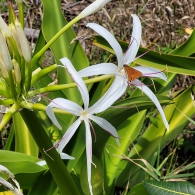 Crinum pedunculatum (Swamp Lily, River Lily, Mangrove Lily) at Nambucca Heads, NSW - 30 Oct 2022 by trevorpreston