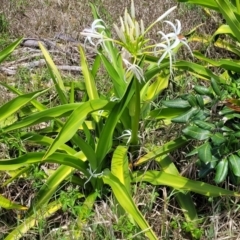 Crinum pedunculatum at suppressed - suppressed