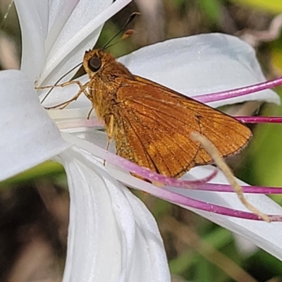 Unidentified Skipper (Hesperiidae) at Nambucca Heads, NSW - 30 Oct 2022 by trevorpreston