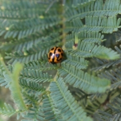 Peltoschema oceanica (Oceanica leaf beetle) at Yackandandah, VIC - 29 Oct 2022 by KylieWaldon