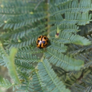 Cleobora mellyi (TBC) at suppressed by KylieWaldon