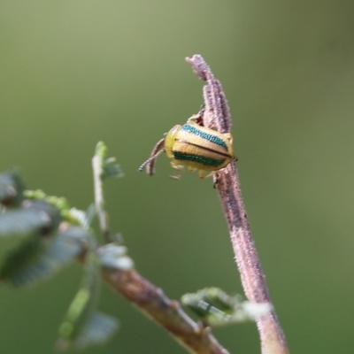 Calomela juncta (Leaf beetle) at Yackandandah, VIC - 30 Oct 2022 by KylieWaldon