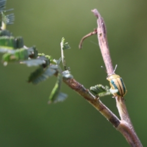 Calomela juncta at Yackandandah, VIC - 30 Oct 2022