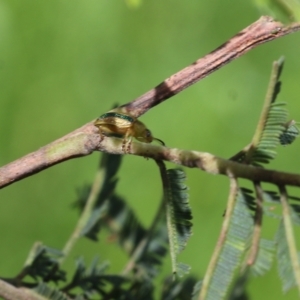 Calomela juncta at Yackandandah, VIC - 30 Oct 2022