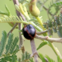 Unidentified Leaf beetle (Chrysomelidae) at Yackandandah, VIC - 29 Oct 2022 by KylieWaldon