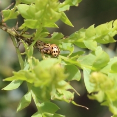 Unidentified Leaf beetle (Chrysomelidae) at Yackandandah, VIC - 29 Oct 2022 by KylieWaldon