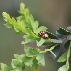 Peltoschema basicollis at Yackandandah, VIC - 30 Oct 2022