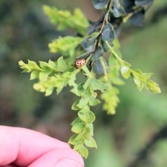 Peltoschema basicollis at Yackandandah, VIC - 30 Oct 2022