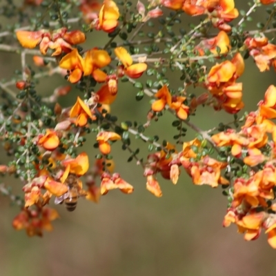 Mirbelia oxylobioides (Mountain Mirbelia) at Yackandandah, VIC - 30 Oct 2022 by KylieWaldon