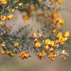 Mirbelia oxylobioides (Mountain Mirbelia) at Yackandandah, VIC - 29 Oct 2022 by KylieWaldon