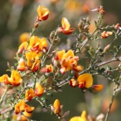 Mirbelia oxylobioides at Yackandandah, VIC - 30 Oct 2022