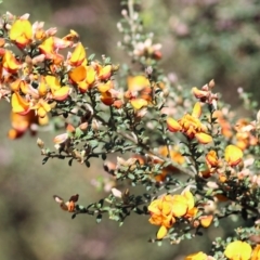 Mirbelia oxylobioides at Yackandandah, VIC - 30 Oct 2022