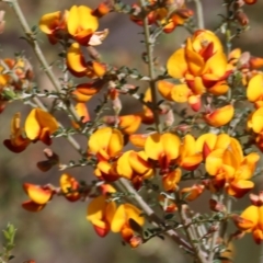 Mirbelia oxylobioides at Yackandandah, VIC - 30 Oct 2022