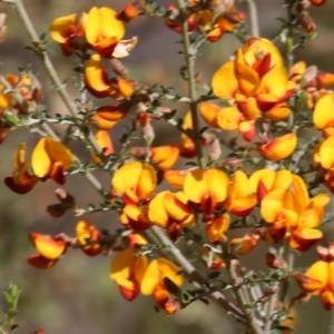 Mirbelia oxylobioides at Yackandandah, VIC - 30 Oct 2022