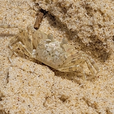 Unidentified Crab at Nambucca Heads, NSW - 30 Oct 2022 by trevorpreston