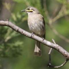 Caligavis chrysops (Yellow-faced Honeyeater) at Yackandandah, VIC - 29 Oct 2022 by KylieWaldon