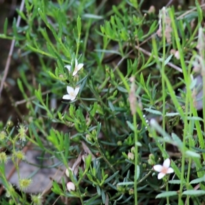 Unidentified Other Shrub (TBC) at suppressed by KylieWaldon