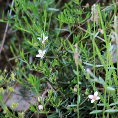 Unidentified Other Shrub at Yackandandah, VIC - 30 Oct 2022 by KylieWaldon