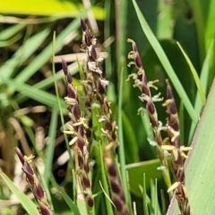 Zoysia macrantha at Nambucca Heads, NSW - 30 Oct 2022