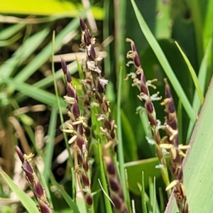 Zoysia macrantha at Nambucca Heads, NSW - 30 Oct 2022