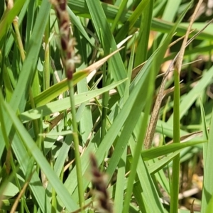 Zoysia macrantha at Nambucca Heads, NSW - 30 Oct 2022