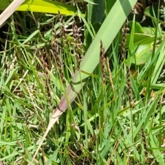 Zoysia macrantha at Nambucca Heads, NSW - 30 Oct 2022