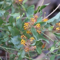 Daviesia latifolia (Hop Bitter-Pea) at Yackandandah, VIC - 30 Oct 2022 by KylieWaldon