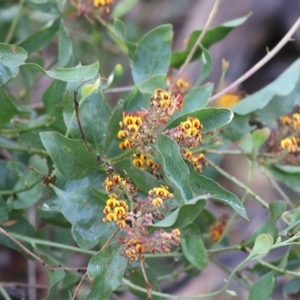 Daviesia latifolia at Yackandandah, VIC - 30 Oct 2022 07:50 AM