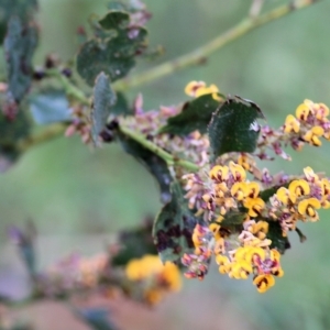 Daviesia latifolia at Yackandandah, VIC - 30 Oct 2022