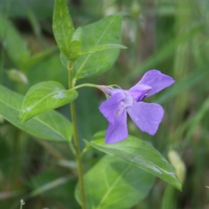 Vinca major at Yackandandah, VIC - 30 Oct 2022 07:47 AM