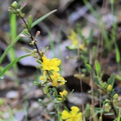 Hibbertia obtusifolia (Grey Guinea-flower) at Yackandandah, VIC - 30 Oct 2022 by KylieWaldon