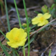 Hibbertia obtusifolia at Yackandandah, VIC - 30 Oct 2022 07:49 AM