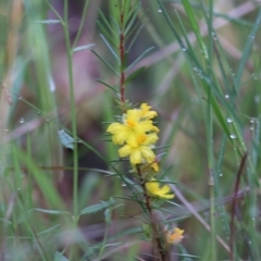 Hibbertia riparia at Yackandandah, VIC - 30 Oct 2022 by KylieWaldon