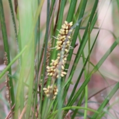 Unidentified Rush, Sedge or Mat Rush at Yackandandah, VIC - 29 Oct 2022 by KylieWaldon